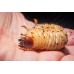 Escarabajo rinoceronte africano (larva) -oryctes owariensis